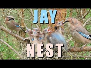 JAY bird NEST with five chicks. Birds feeding their babies