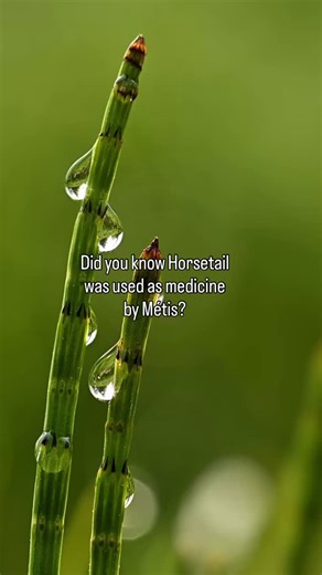 Horsetail is a prehistoric plant and has been used throughout the world in the treatment of kidney and bladder ailments like kidney and bladder stones and urinary tracts infections. It has been used to treat edema and lumbago and it stems heavy menstrual bleeding. Its ashes when applied externally were used as disinfectant and poultices were made to help heal wounds. It can also be used as a foot bath for aching feet by steeping two fresh handfuls of fresh or dried plant to hot water and place f