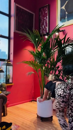 Kentia Palm Growth with Soltech Solutions Grow Light