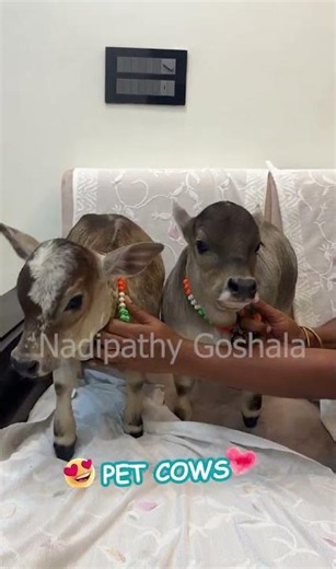Cutest Pet Cows ever ❤️ #viral #youtube #littleradhe #funny #yt #animals #pets #krishna #love