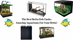 The 7 Best Betta Fish Tanks For 2024 [Tested And Reviewed]