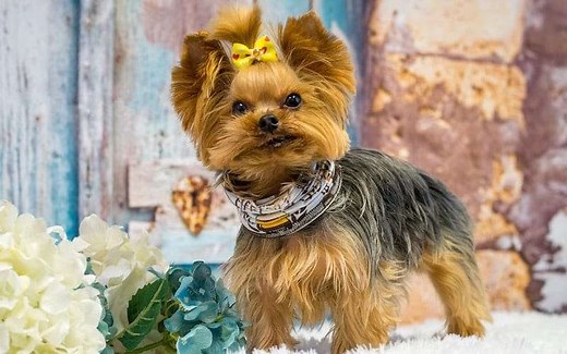 Teacup Yorkie Life Expectancy: How Long Do They Live? | TDT