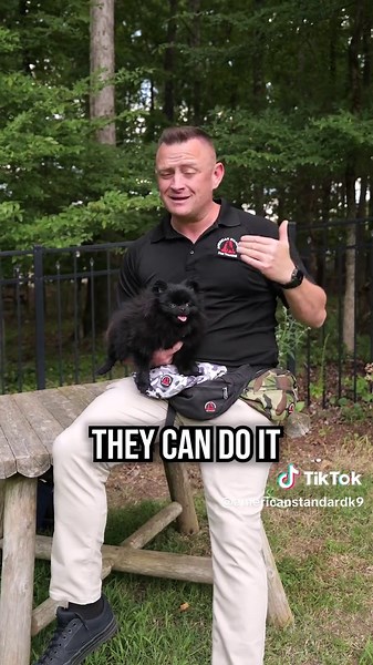 Pomeranian Dog Breed Insights: What to Know Before Adopting