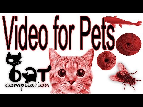 Jeu pour chat / Video pour chat avec une souris qui va captiver son attention