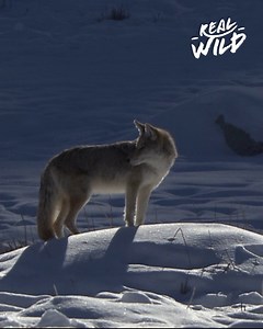 Yellowstone's coyotes are among the largest coyotes in the United States. They used to be the top dogs in the region, but the re-introduction of wolves in 1995 pushed them back to underdogs. | Real Wild