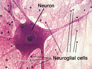 Nervous system
