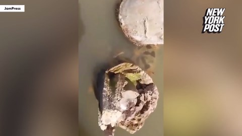 Anaconda attack captured on video, leaps out of water and bites tour guide