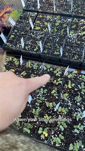 Ready to grow your own food, flowers, or herbs? This video breaks down the basics of starting a garden, simple steps, helpful tips, and a little inspiration to get you planting with confidence. 凌 | All About Gardening | Facebook