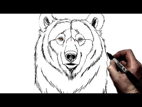 How To Draw a Bear | Step by Step