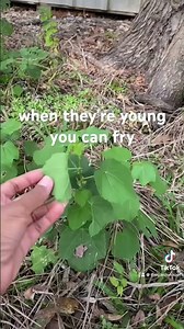 Turks Cap is a drought tolerant plant that does well in shady areas. It’s also edible.