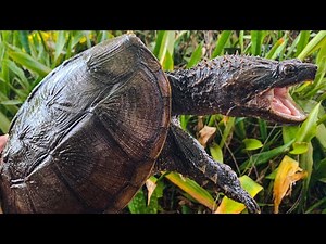 Florida Snapping Turtle, BIG softshell, striped mud turtle, and much MORE!!