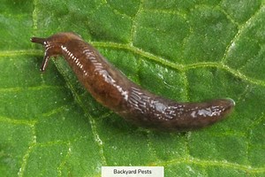 The Truth Why Snails Have Shells And Slugs Don’t: Are Slugs Snails Without Shells?