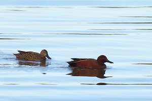 22 Species Of Ducks In Arizona (ID, Calls, Season Guide)
