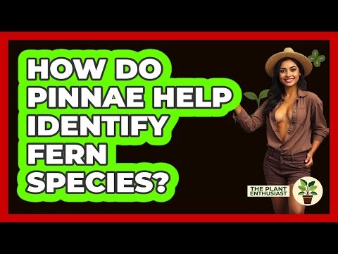 How Do Pinnae Help Identify Fern Species? - The Plant Enthusiast