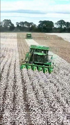 Title: Harvesting the Bolls: How Machines Revolutionized Cotton's White Gold