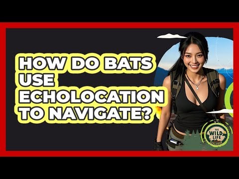 How Do Bats Use Echolocation To Navigate? - The Wild Life Explorer