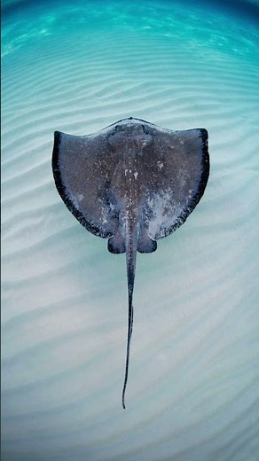 Stunning Stingrays