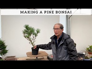 How To Make A Pine Bonsai