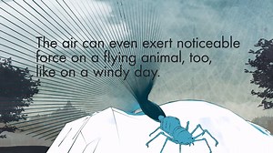 57K views · 21 reactions | HowStuffWorks explains how physics helps animals get airborne. | Howstuffworks | Facebook