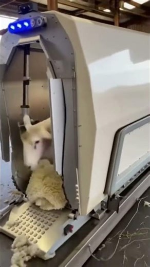 Sheep Goes In… Comes Out Fully Sheared 🐑✂️ | Quick Shearing Machine
