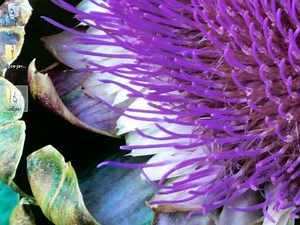 Download and Install Eclipse for Java