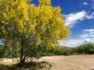 21 Flowering Trees For Arizona - ProGardenTips