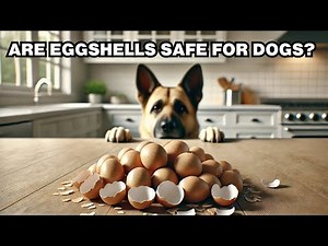 Can Dogs Eat Eggshells? Explained