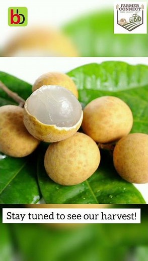 Pollination of Longan Flowers | A beautiful natural process