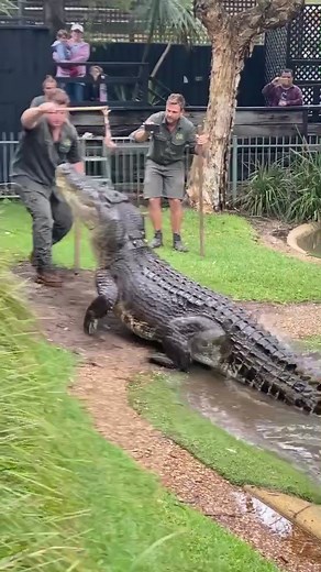 Feeding a GIANT Saltwater Crocodile! 🐊 😱 #australia #crocodile | crocodile