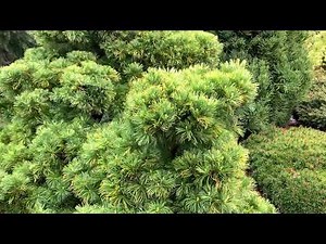 Pinus parviflora 'Goldilocks' Variegated Dwarf Japanese White Pine April 23, 2020