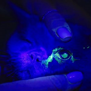 British Shorthair kitten has a seriously swollen eye 🐱 Dr Kate discovers something shocking! 😵 | Bondi Vet