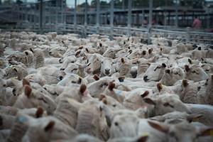 What Sheep Farming Really Means for Animals and the Environment