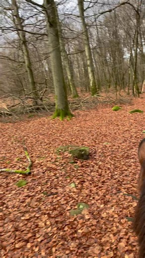 Stirre, Söderåsen och kopparfärgad november.😃 | Team Blixt & Dunder