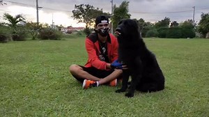 5.4K views · 56 reactions | German Shepherd Wolf Mix is a cross of...