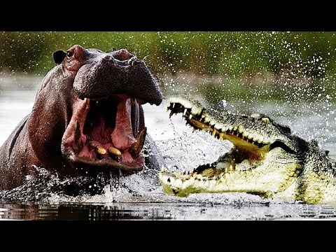 Hippo kills the giant crocodile