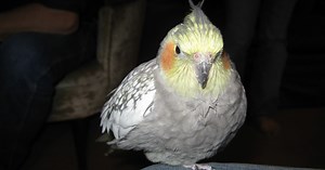 Everything You Want to Know About Cockatiels as Pets!