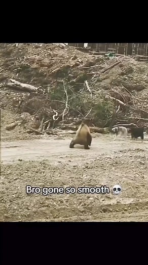 That..um..bear git moves 😂 #justforlaughs #fbreels #remixreels #stitch #fyp #justforlaughs #remix #stitch #wildlife | JD Fairman