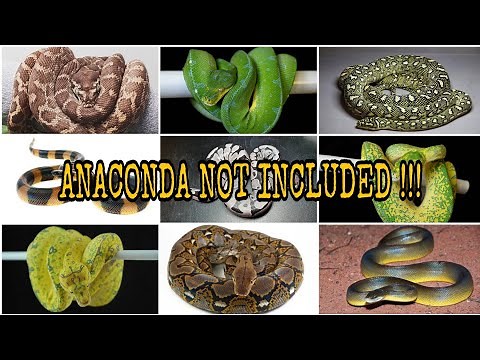 MOST COMPLETE !!! 36 SPECIES OF PYTHONS (Pythonidae)