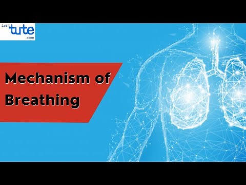 Mechanism of Breathing in Human-Beings | Human Respiratory System | Biology | Letstute