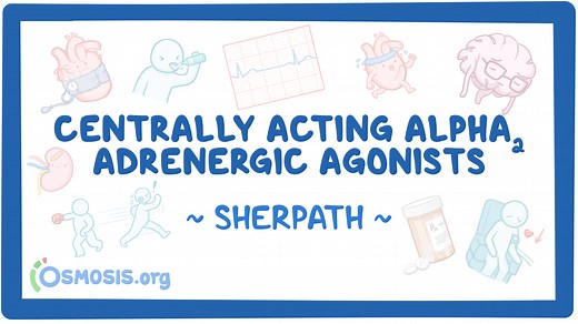 Centrally Acting Alpha2 Adrenergic Agonist Therapy: Video, Causes, & Meaning | Osmosis