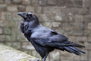 Crow Intelligence: A Deep Dive Into Their Clever Behavior - Bird Informer