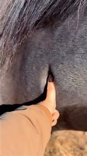 Why Horses Have Neck Dimples #goodtoknow #vet #medicine #funfacts #educational #prophetsthumbprint
