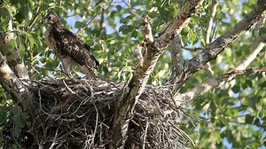 76 reactions | A little red-tailed hawk that has been out of the nest for two days making its way back to the nest while its sibling watches. # photo #photography #photographer #Wildlife photography #wildlife photographer #raptor #red-tail hawks. | Wildlife throughhopeseyes. | Facebook