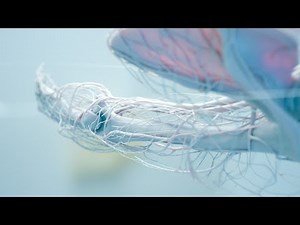 Anatomy Of The Upper Limb