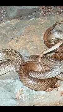 How to snake mating process