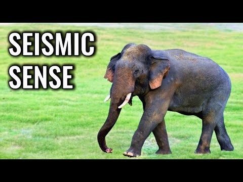 The Secret Language Elephants Speak Through the Ground