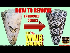 How to clean your shells ! And polish them ! (very encrusted shells)