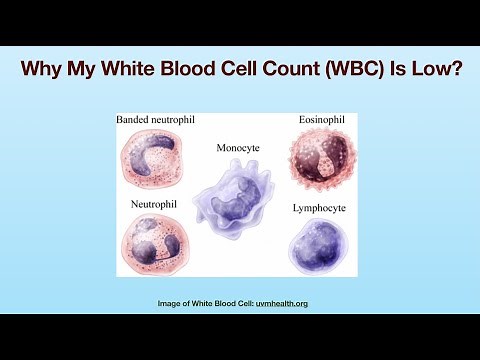 Why My White Blood Cell Count (WBC) Is Low?