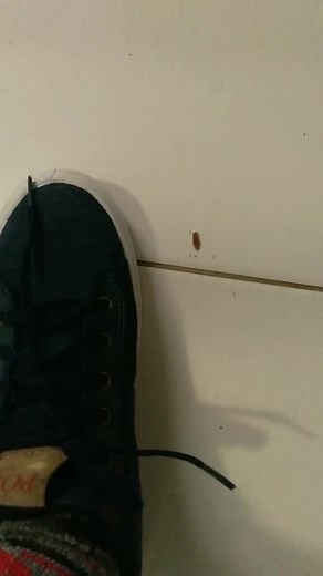 i love crush 😈 #bugcrush #bugcrushing #crushing