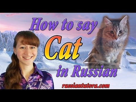 Guide to the Russian Words for Female & Male Cats & Kittens